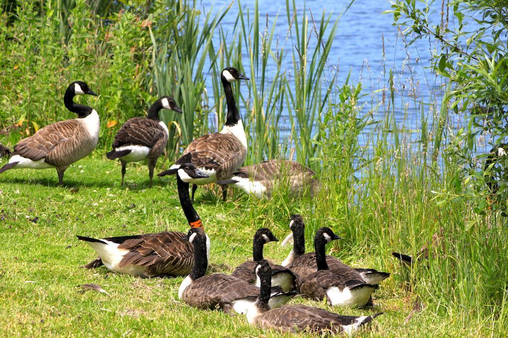 Lake Pochard Holiday Lodges South Cerney Camera foto
